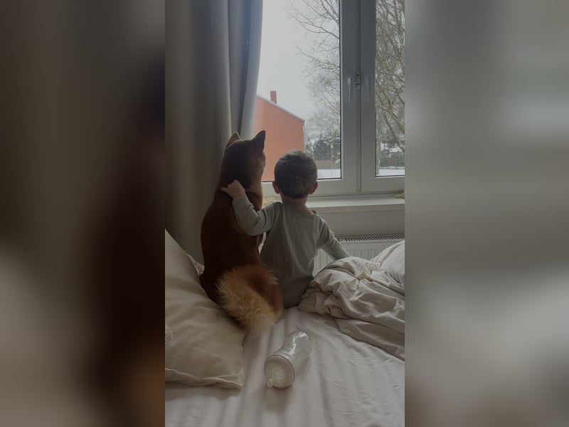 Reinrassiger Shiba Inu Rüde