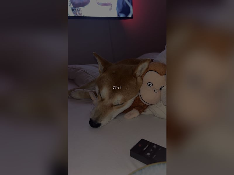 Reinrassiger Shiba Inu Rüde