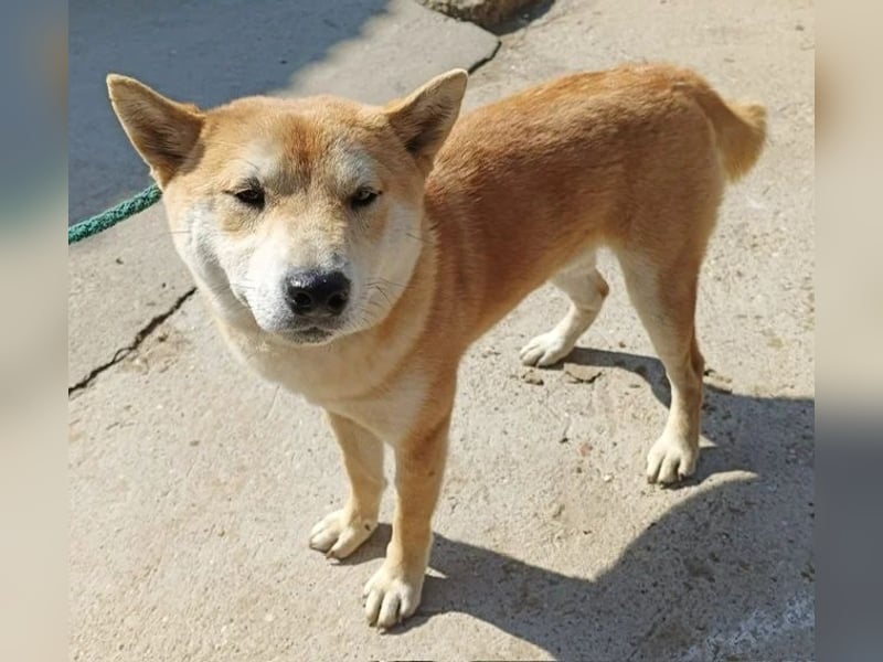 Narek-KK – junger Shiba-Inu-Typ sucht ein liebevolles Zuhause 