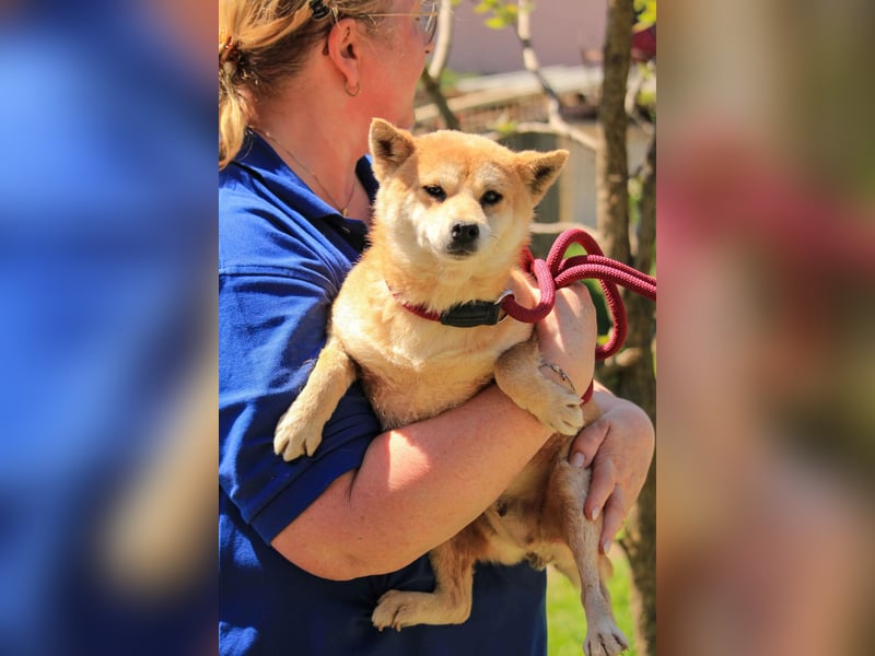 Arista PP – Shiba-Hündin sucht verständnisvolle Menschen