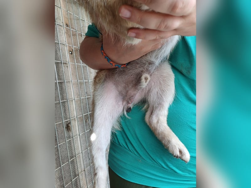 Palinka PP – junger Shiba-Rüde sucht Menschen mit Geduld