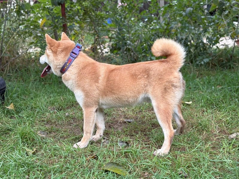 Narek-KK – junger Shiba-Inu-Typ sucht ein liebevolles Zuhause 