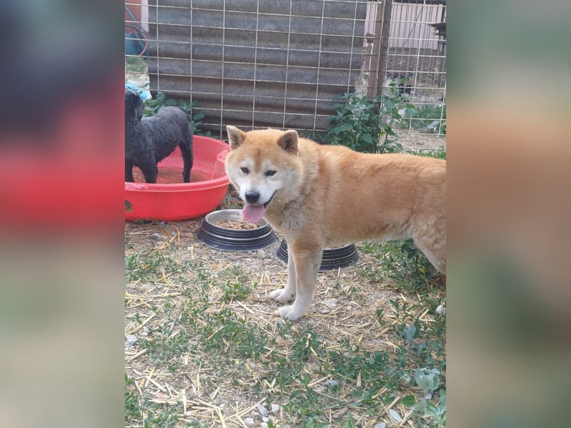Fürge PP – sanfter Shiba-Rüde sucht ruhiges Zuhause