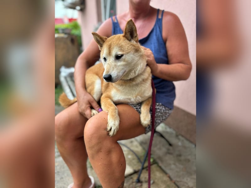Eragon PP – Zurückhaltender Shiba Inu sucht geduldige Menschen