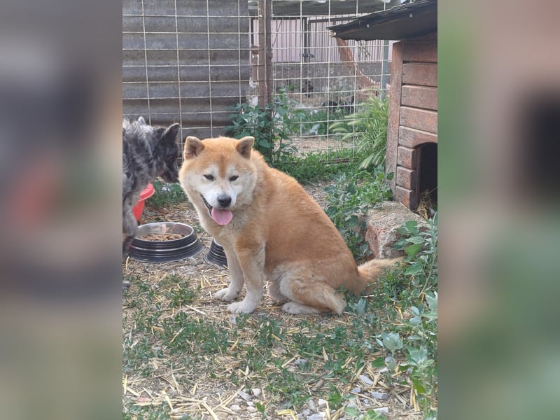 Fürge PP – sanfter Shiba-Rüde sucht ruhiges Zuhause