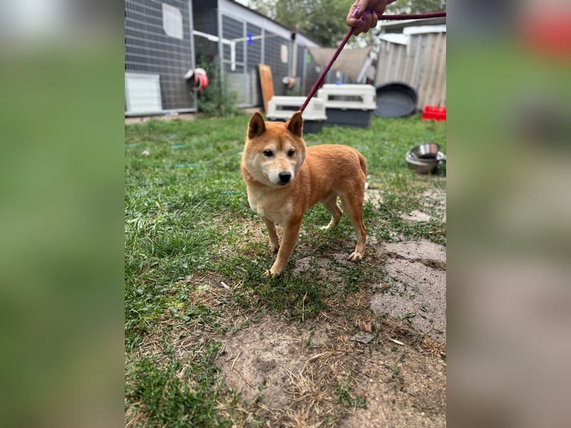 Eragon PP – Zurückhaltender Shiba Inu sucht geduldige Menschen