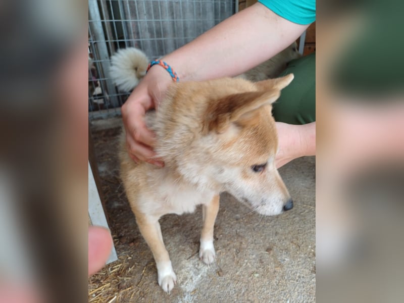 Bibi-Biszu PP – zarte Shiba-Hündin sucht liebevolles Zuhause