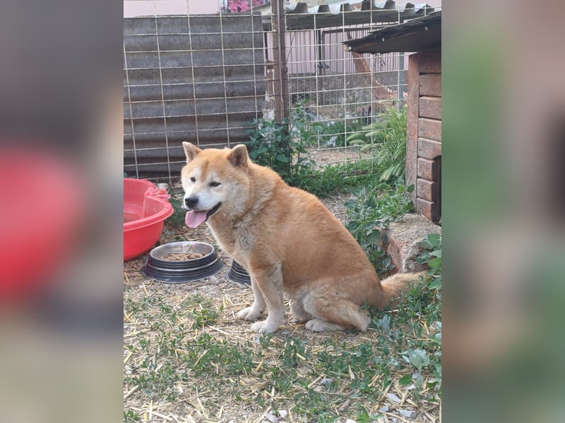 Fürge PP – sanfter Shiba-Rüde sucht ruhiges Zuhause