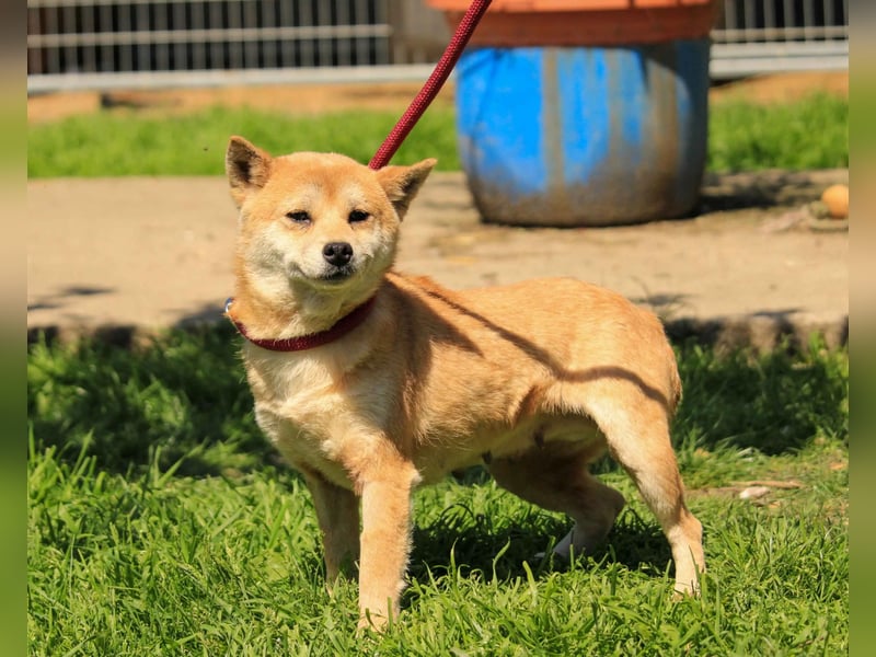 Arista PP – Shiba-Hündin sucht verständnisvolle Menschen