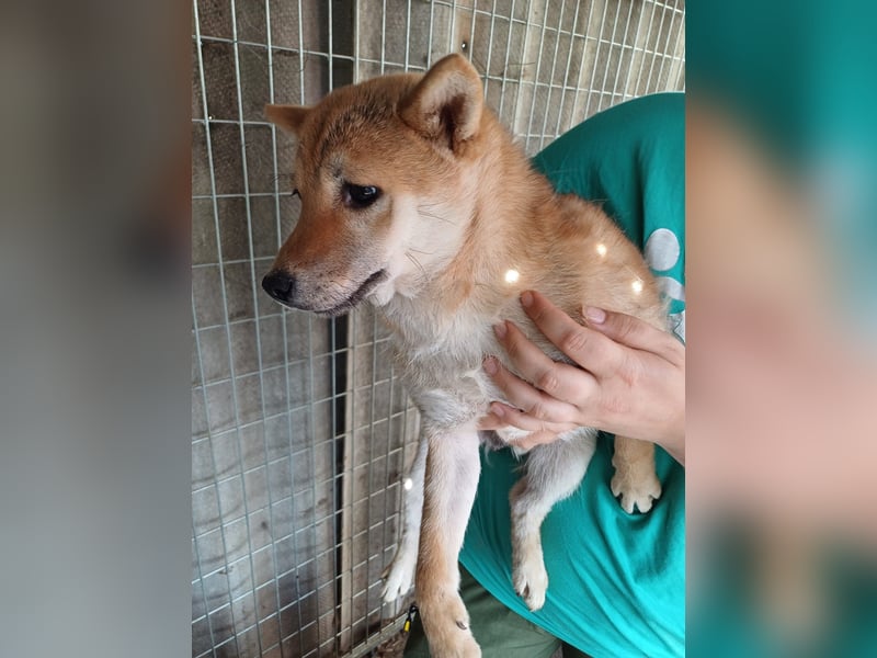 Palinka PP – junger Shiba-Rüde sucht Menschen mit Geduld