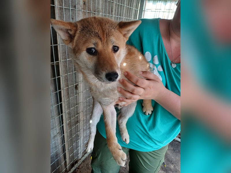 Palinka PP – junger Shiba-Rüde sucht Menschen mit Geduld