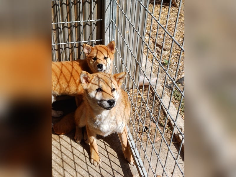 Palinka PP – junger Shiba-Rüde sucht Menschen mit Geduld
