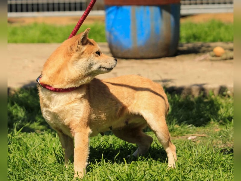Arista PP – Shiba-Hündin sucht verständnisvolle Menschen