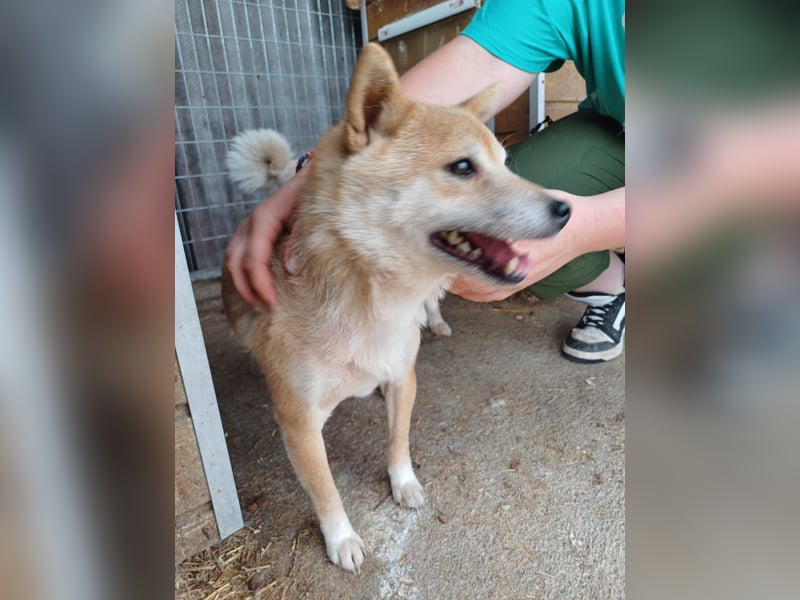 Bibi-Biszu PP – zarte Shiba-Hündin sucht liebevolles Zuhause