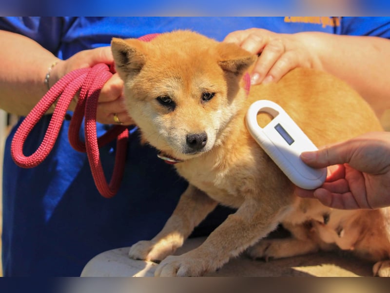 Arista PP – Shiba-Hündin sucht verständnisvolle Menschen