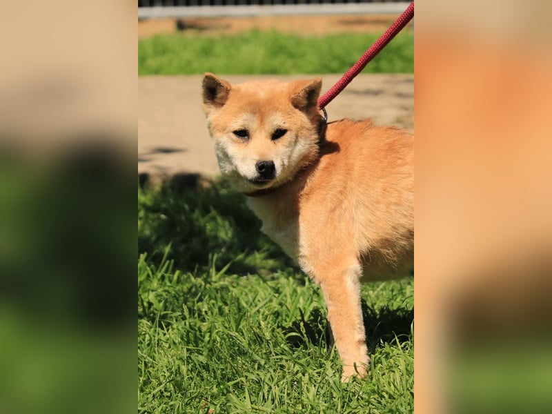 Arista PP – Shiba-Hündin sucht verständnisvolle Menschen