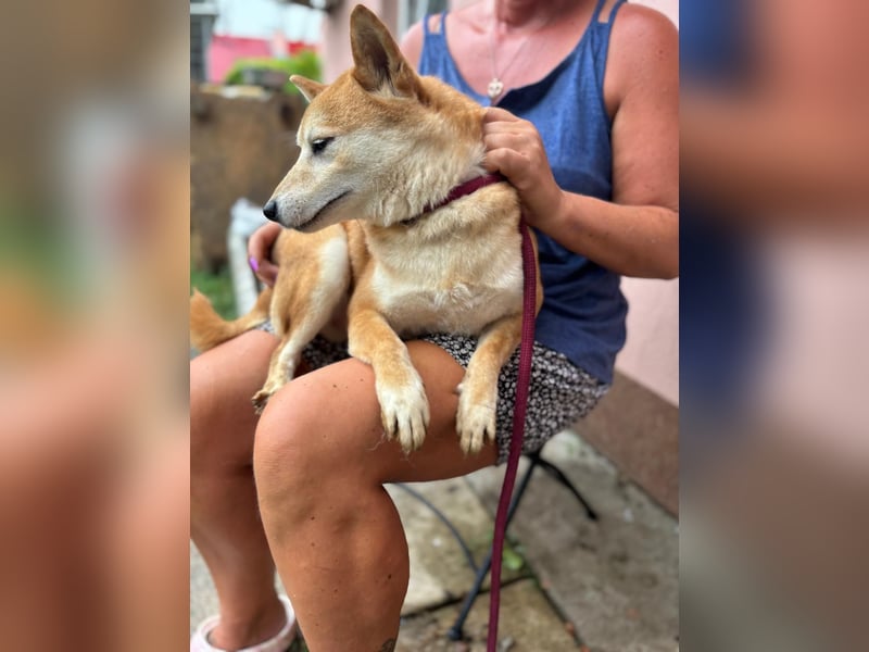Eragon PP – Zurückhaltender Shiba Inu sucht geduldige Menschen