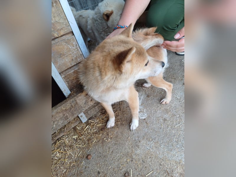 Bibi-Biszu PP – zarte Shiba-Hündin sucht liebevolles Zuhause
