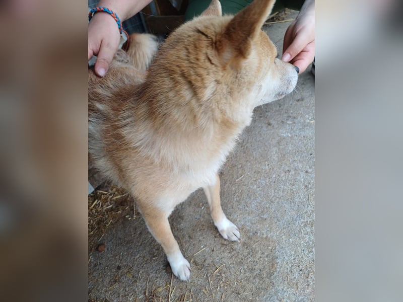 Bibi-Biszu PP – zarte Shiba-Hündin sucht liebevolles Zuhause