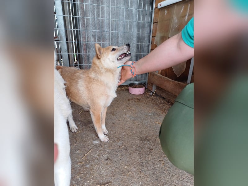 Bibi-Biszu PP – zarte Shiba-Hündin sucht liebevolles Zuhause