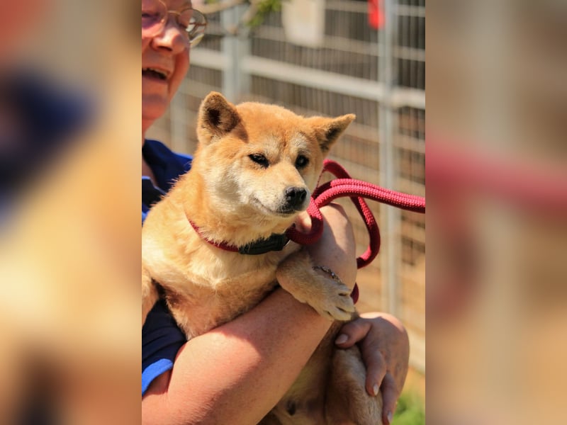 Arista PP – Shiba-Hündin sucht verständnisvolle Menschen