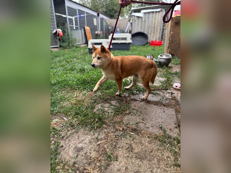 Eragon PP – Zurückhaltender Shiba Inu sucht geduldige Menschen