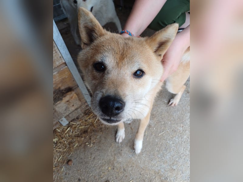 Bibi-Biszu PP – zarte Shiba-Hündin sucht liebevolles Zuhause