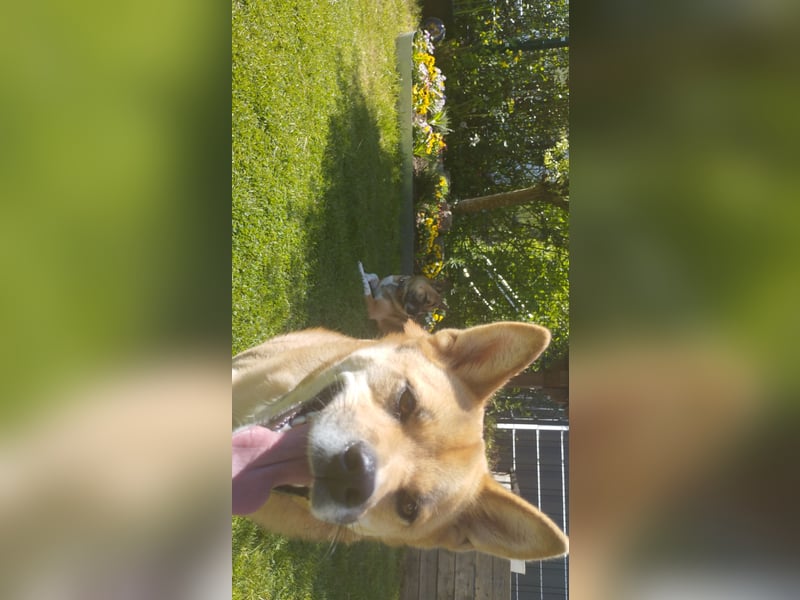 Junger Shiba Inu sucht liebevolles Zuhause