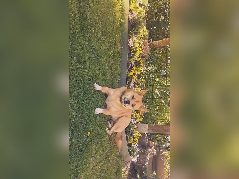 Junger Shiba Inu sucht liebevolles Zuhause