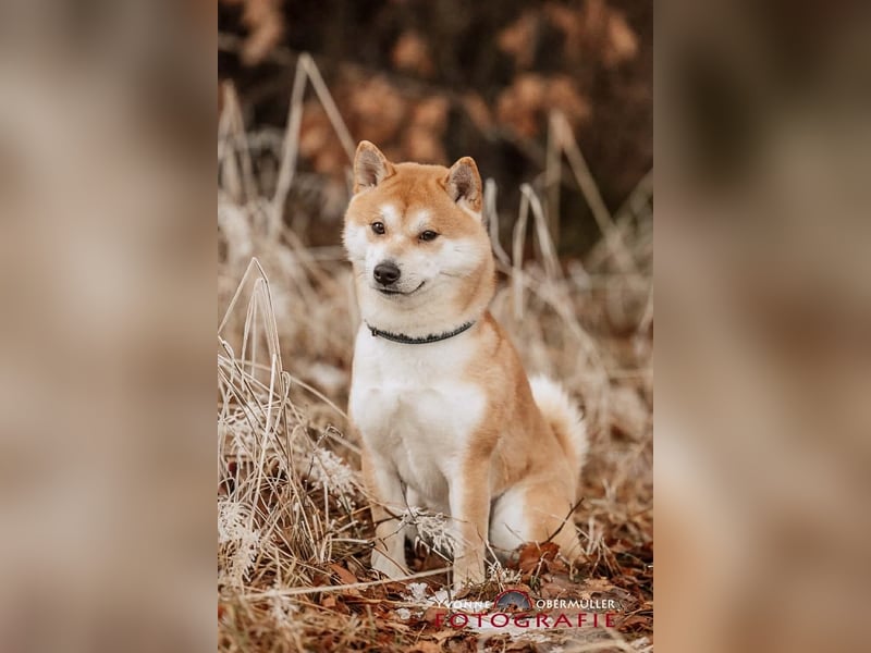 Fiete - ein Sturkopf