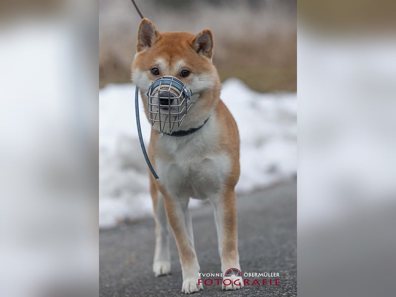 Fiete - ein Sturkopf