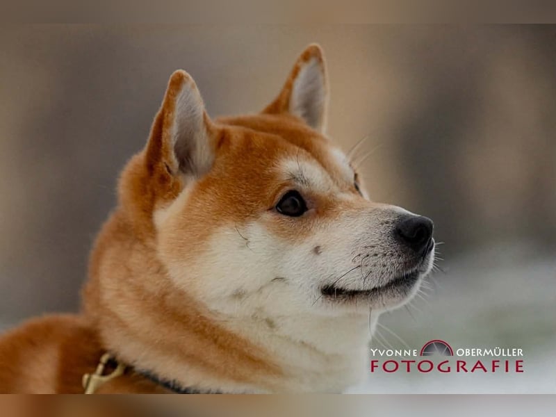 Fiete - ein Sturkopf