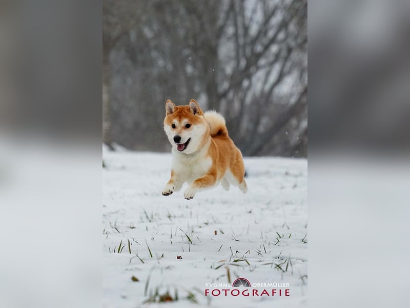 Fiete - ein Sturkopf