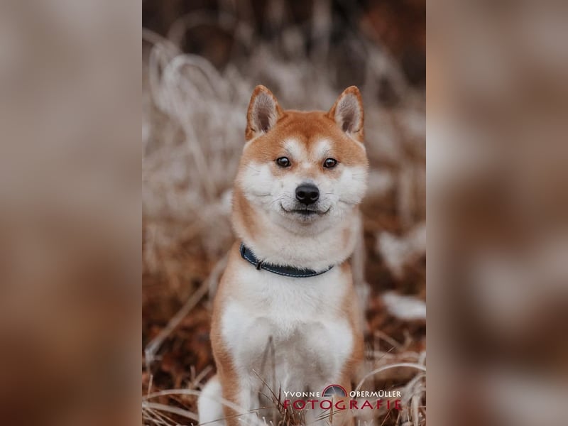 Fiete - ein Sturkopf