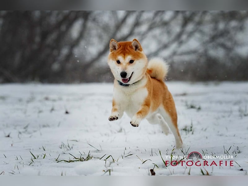 Fiete - ein Sturkopf