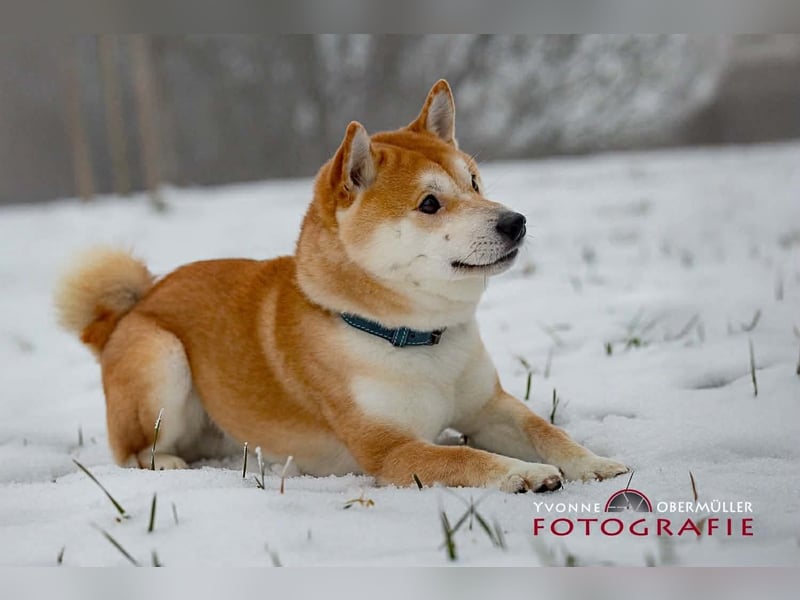Fiete - ein Sturkopf
