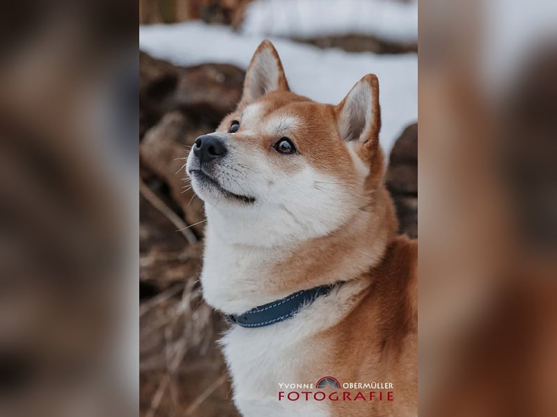 Fiete - ein Sturkopf