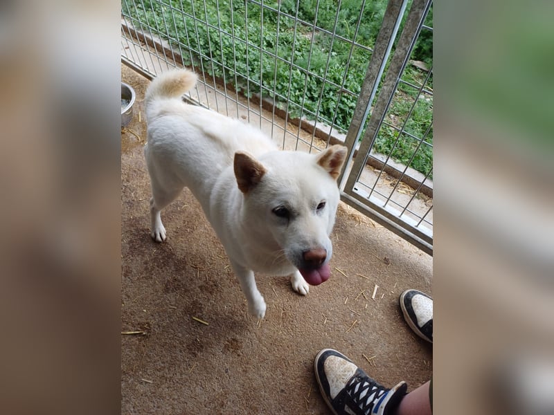 Dio, vorsichtiger aber freundlicher Shiba Inu Rüde geb. 2020