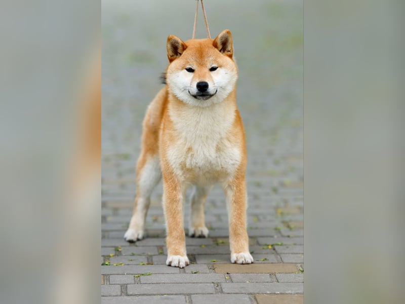 Shiba Inu