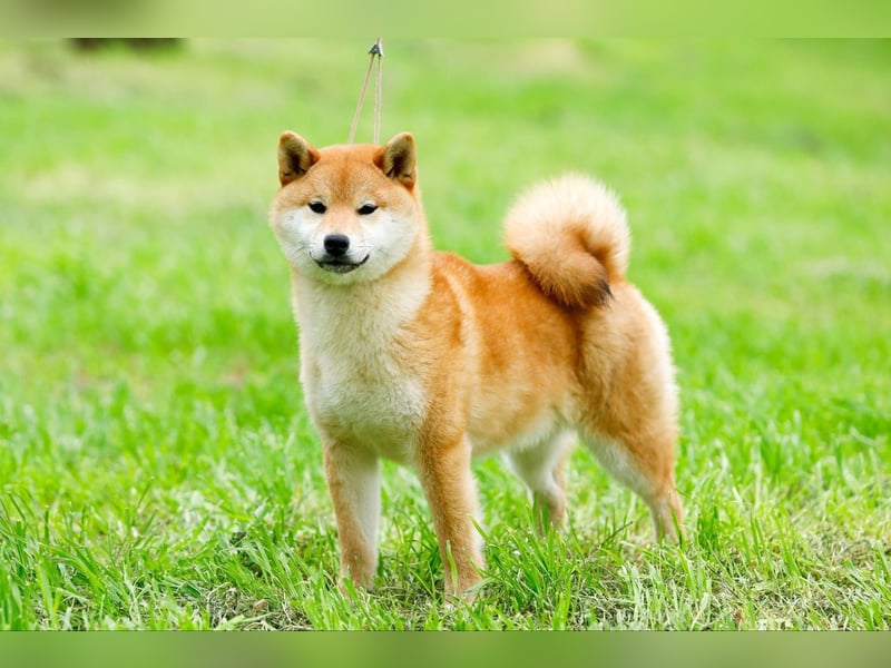 Shiba Inu