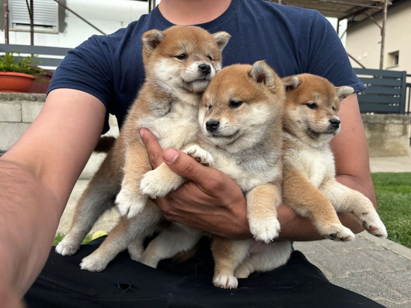 Shiba inu mit Papieren