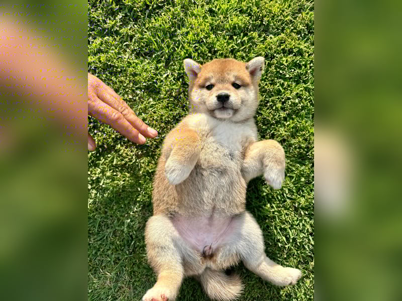 Shiba inu mit Papieren