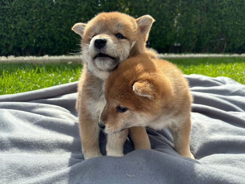 Shiba inu mit Papieren