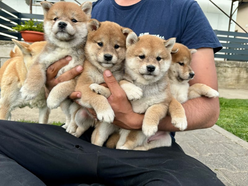 Shiba inu mit Papieren
