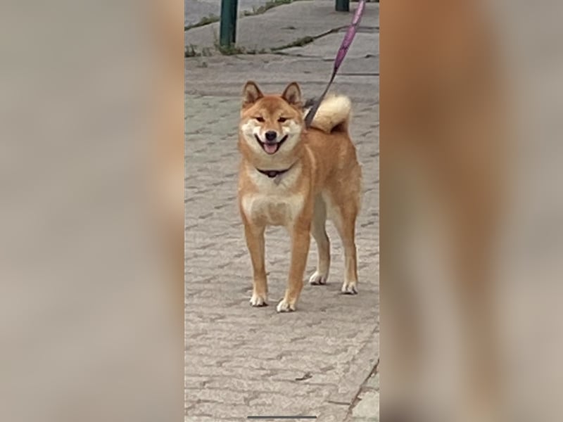 Hervorragender Shiba-Inu-Wurf mit hervorragendem Ausstellungspotenzial