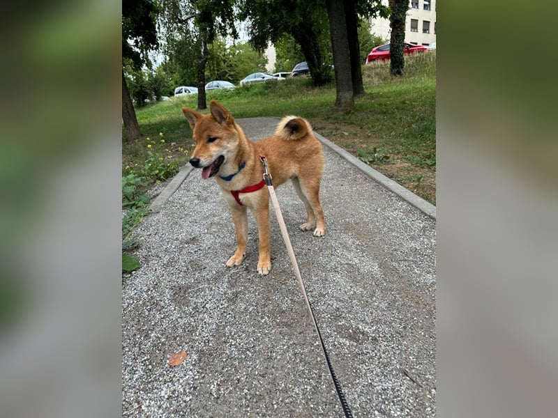Hervorragender Shiba-Inu-Wurf mit hervorragendem Ausstellungspotenzial