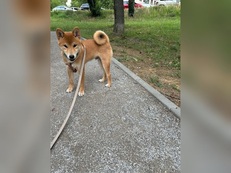 Hervorragender Shiba-Inu-Wurf mit hervorragendem Ausstellungspotenzial