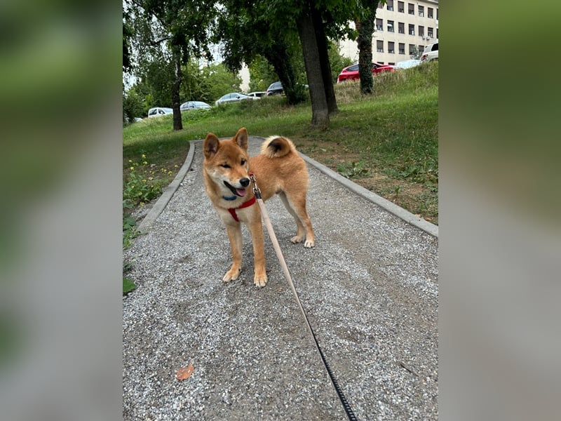 Hervorragender Shiba-Inu-Wurf mit hervorragendem Ausstellungspotenzial