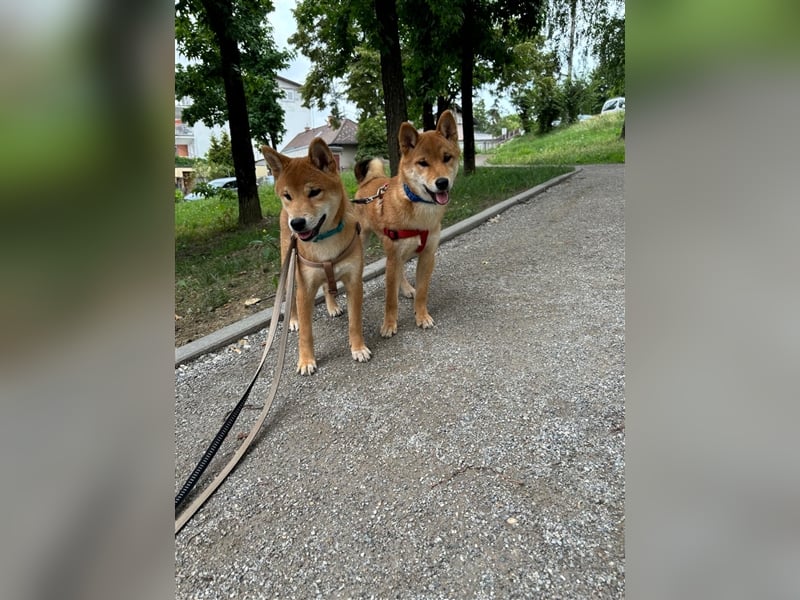 Hervorragender Shiba-Inu-Wurf mit hervorragendem Ausstellungspotenzial