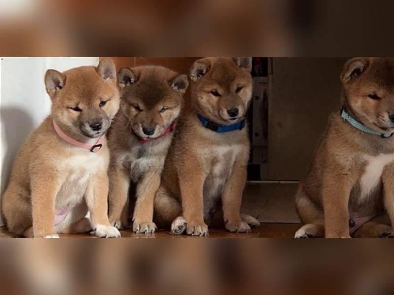 Hervorragender Shiba-Inu-Wurf mit hervorragendem Ausstellungspotenzial